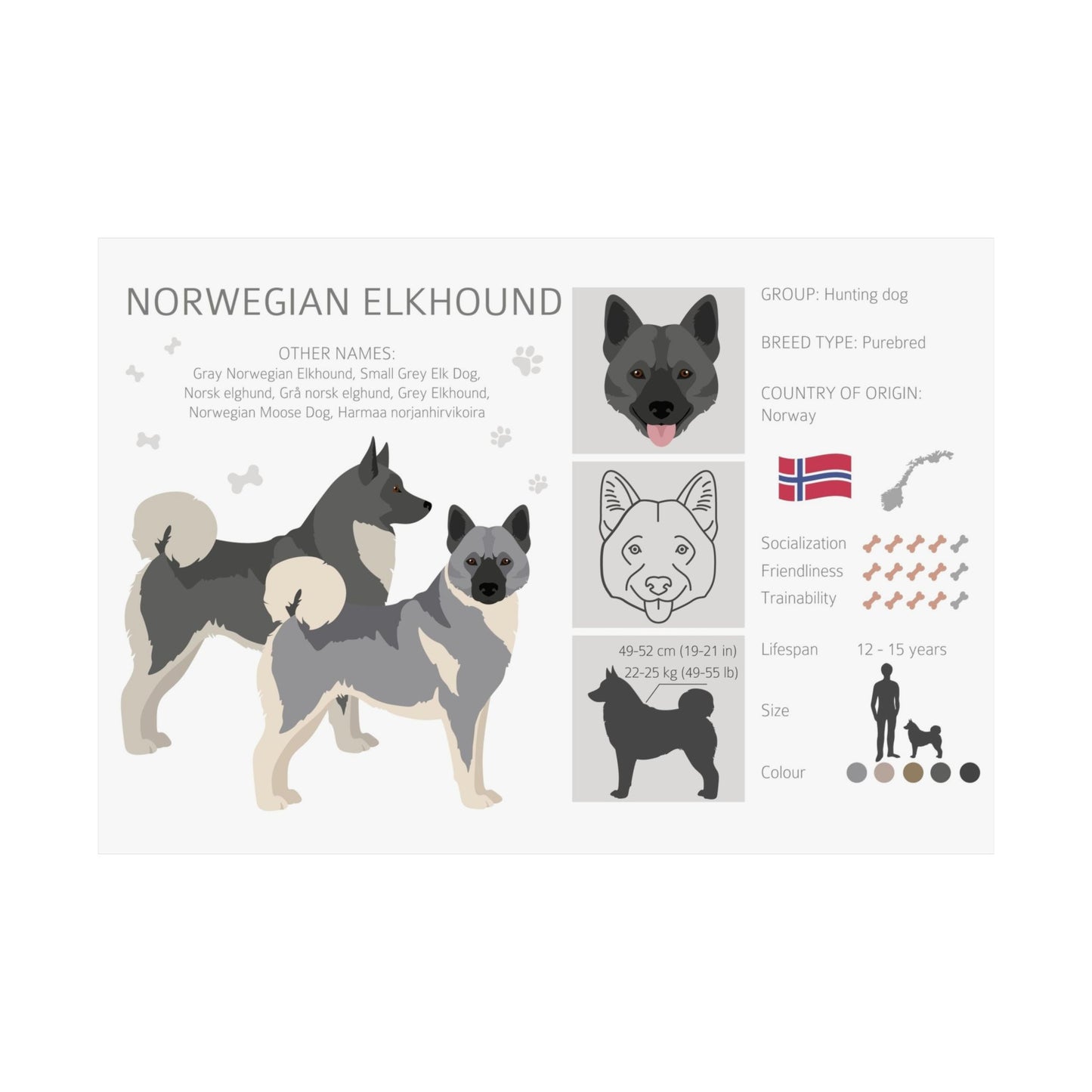 Norwegian Elkhound Dog Matte Horizontal Posters 16X11