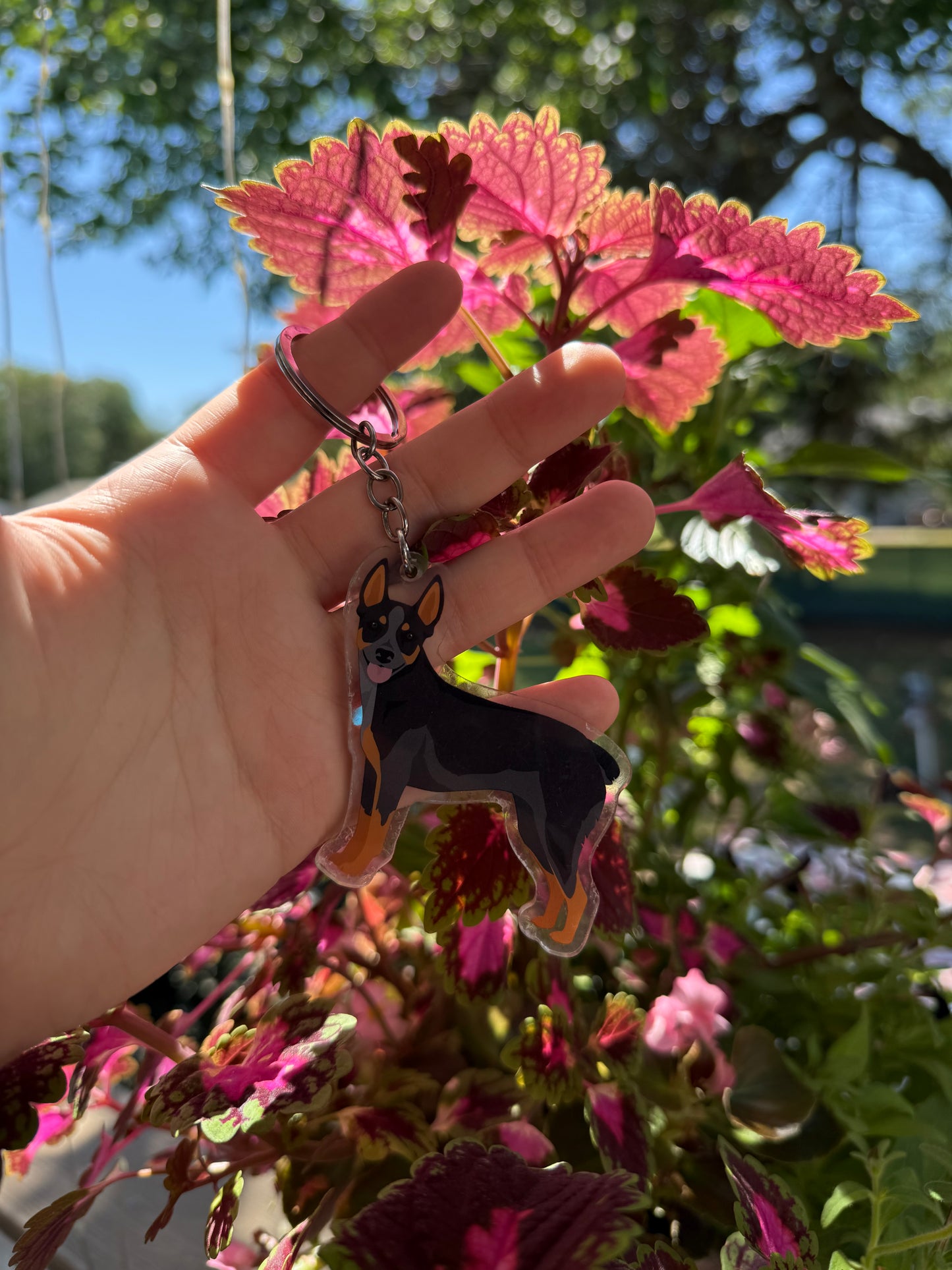 Australian Stumpy Tail Cattle Dog 2.5in Acrylic Keychain