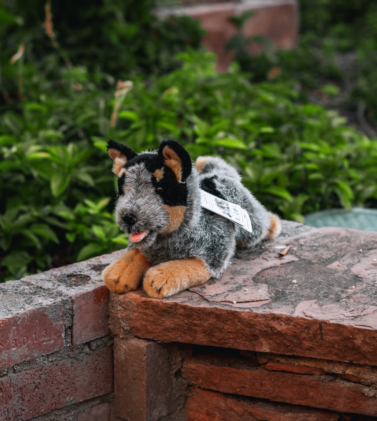 Bocchetta Australian Cattle Dog Plush 28cm