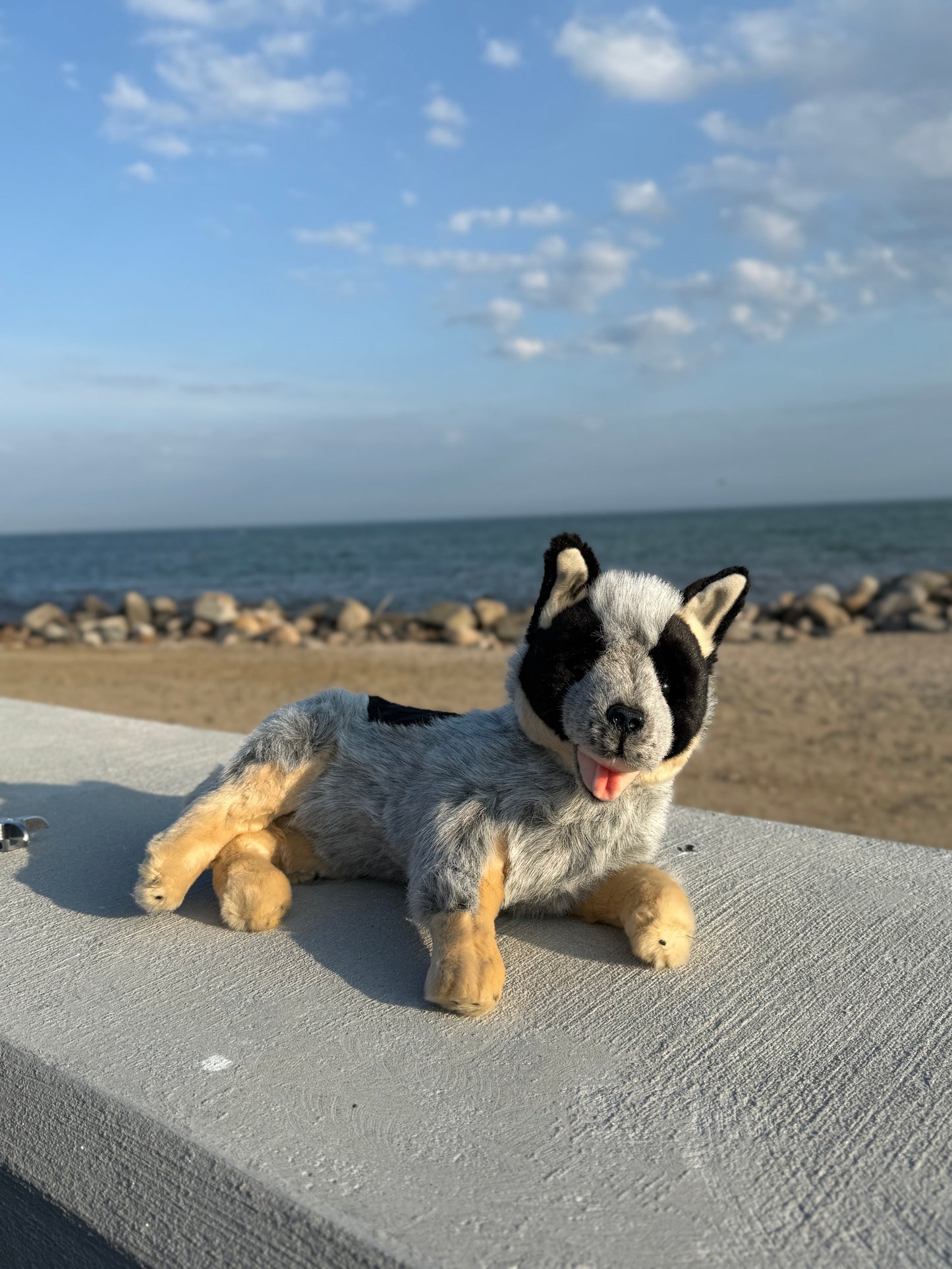 Bocchetta Australian Cattle Dog Plush 35cm