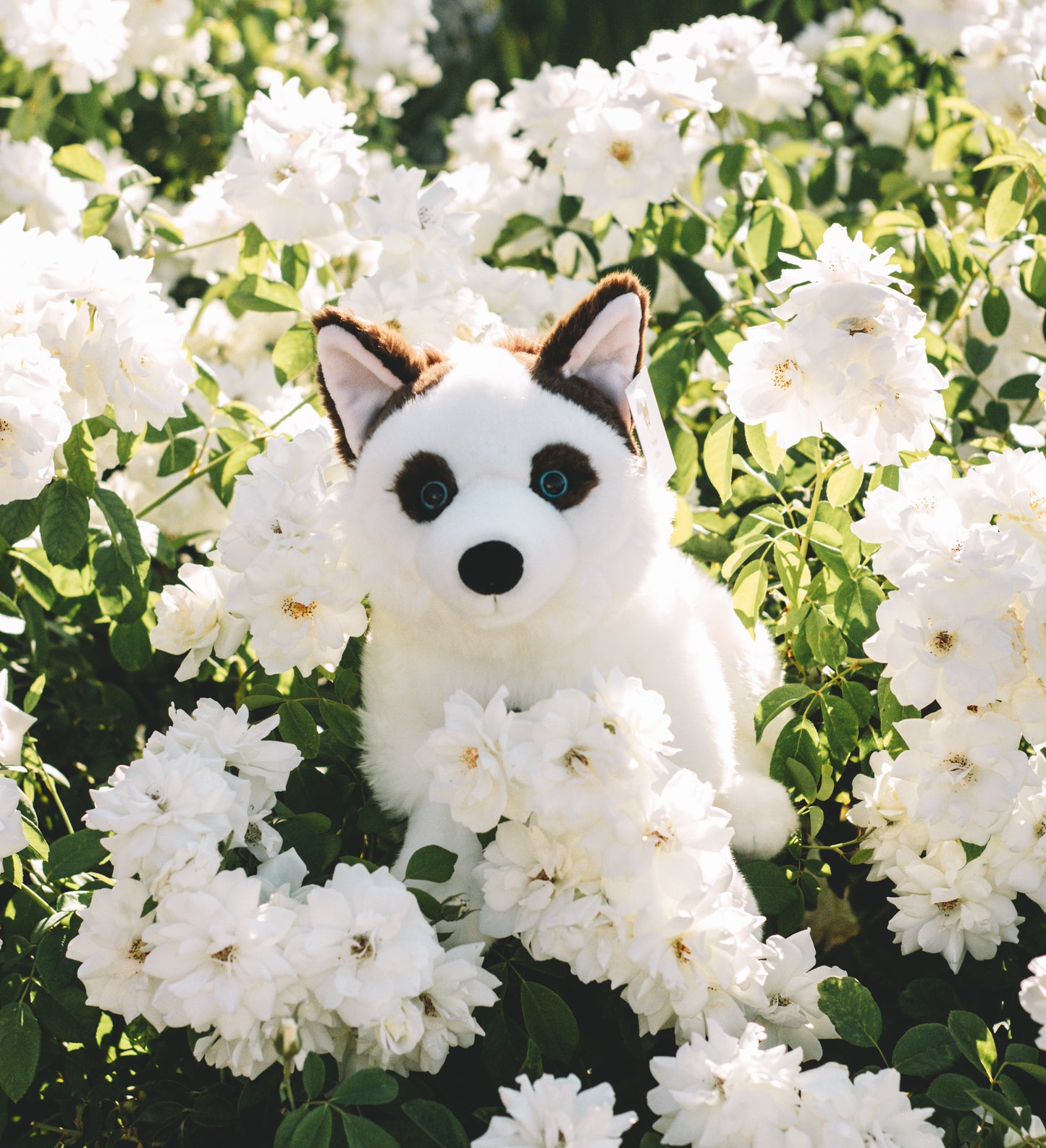 Zayn the Piebald Husky Dog Plush 15in