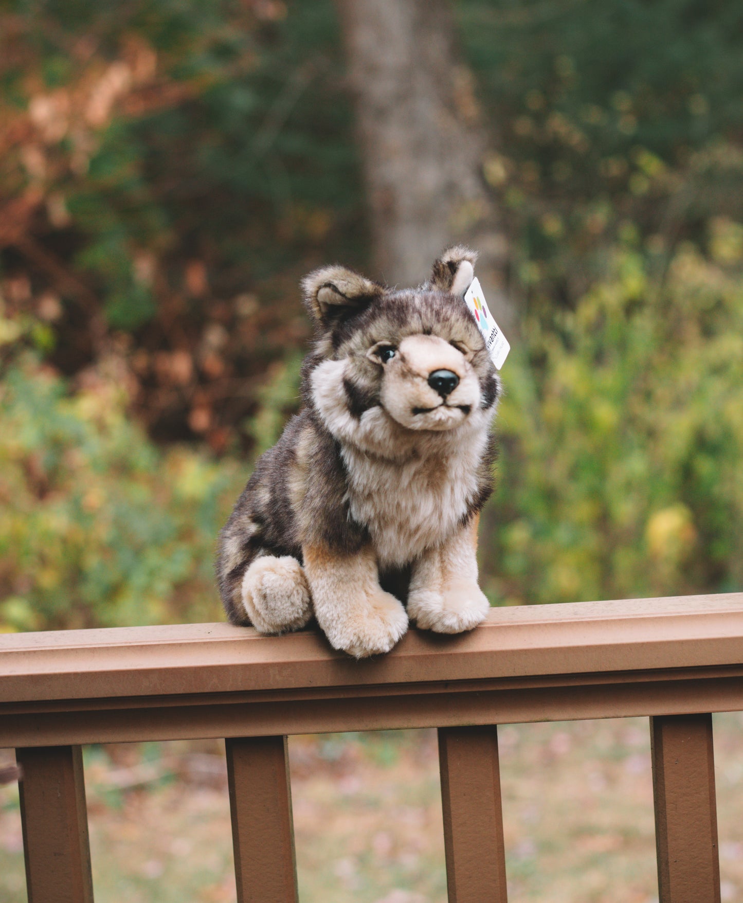 Swedish Vallhund Dog Plush 10in