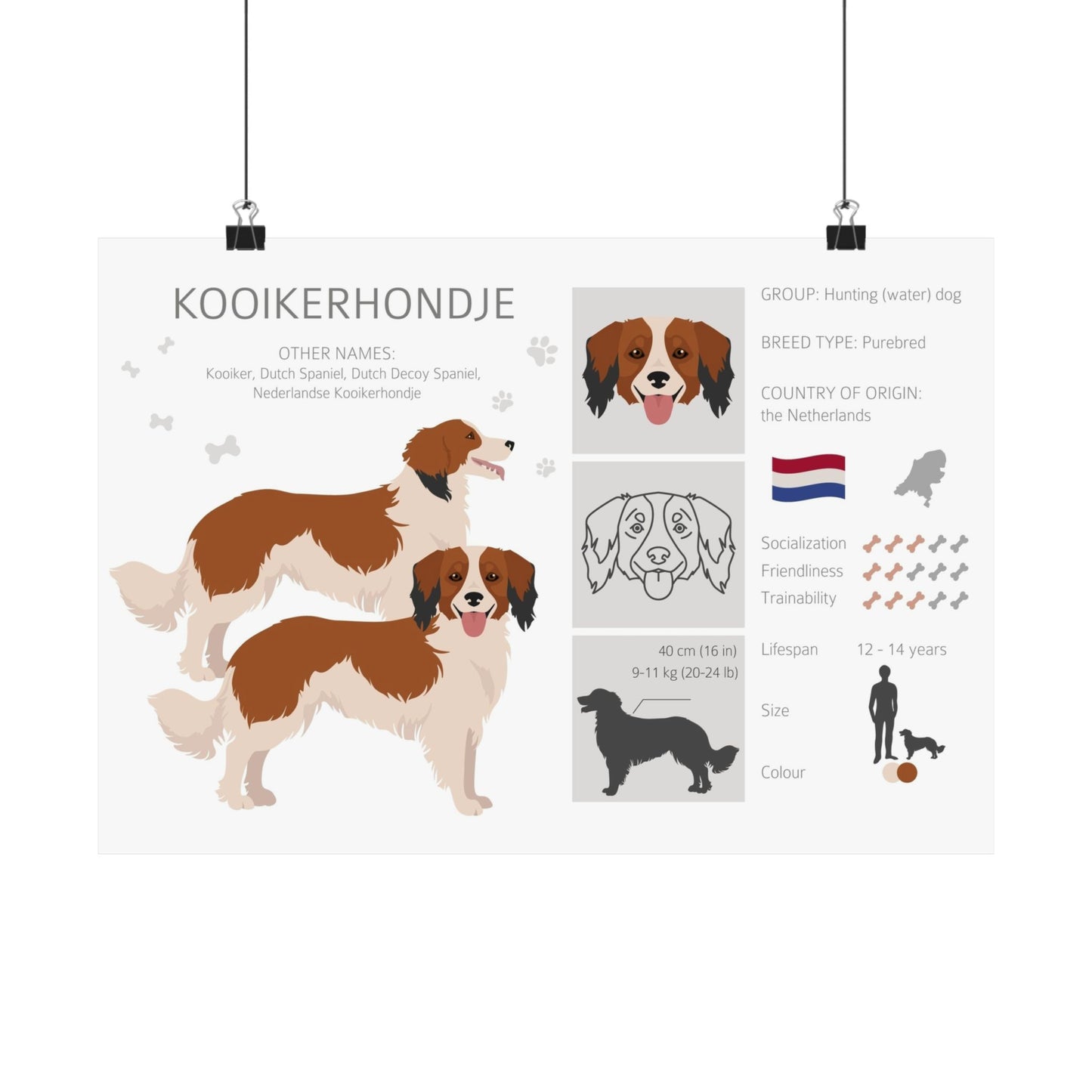 Kooikerhondje Dog Matte Horizontal Posters 16X11