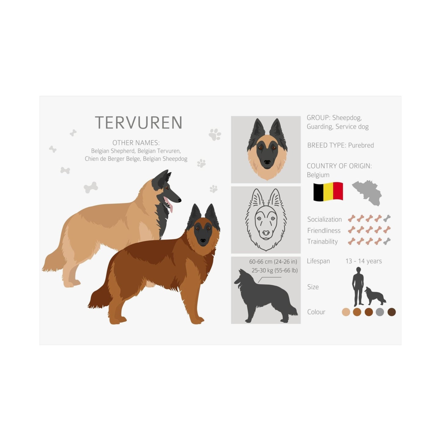 Belgian Tervuren Dog Matte Horizontal Posters 16X11