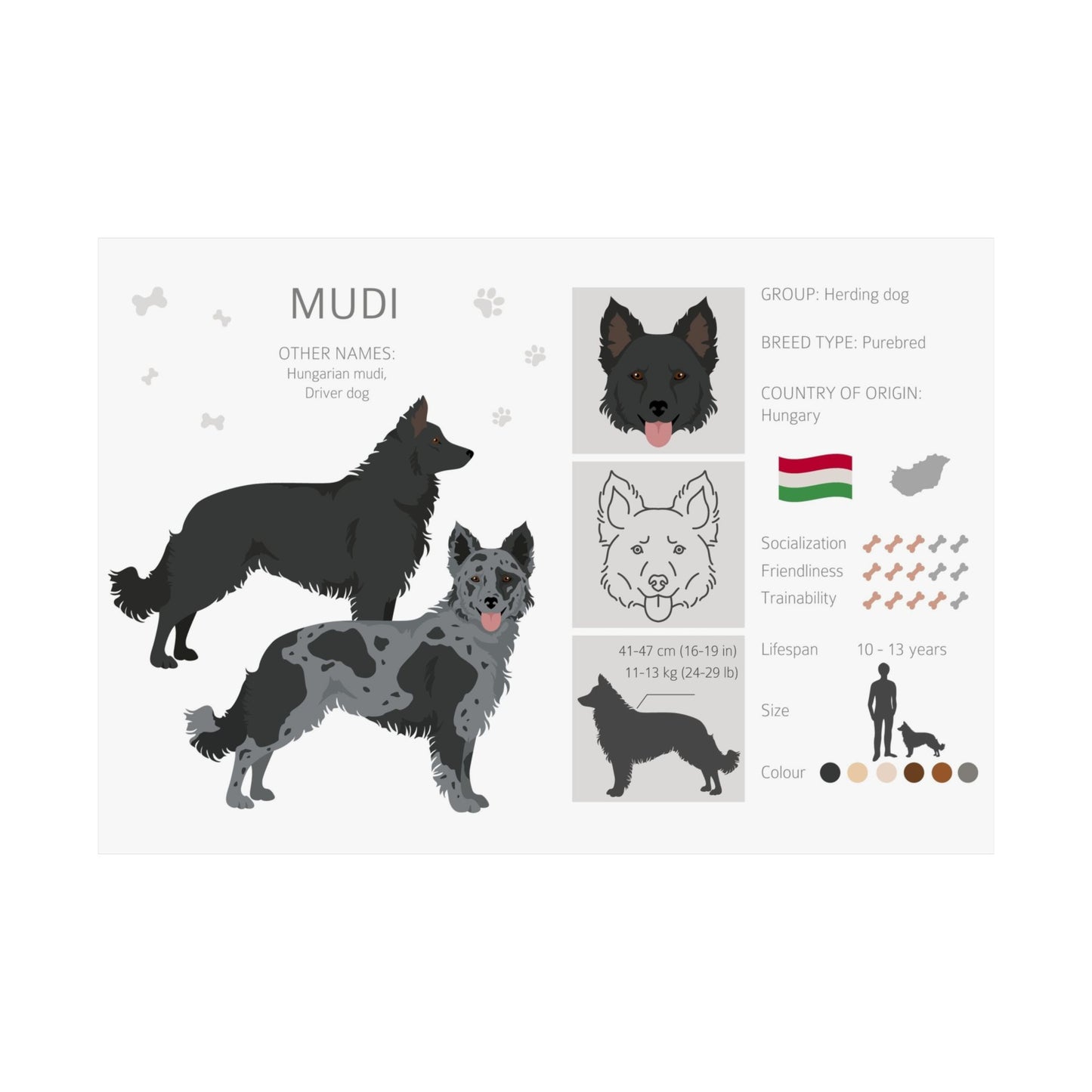 Hungarian Mudi Dog Matte Horizontal Posters 16X11