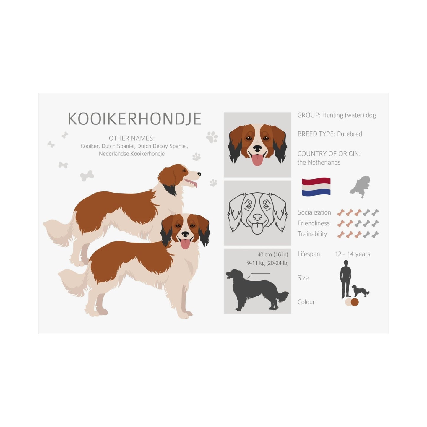Kooikerhondje Dog Matte Horizontal Posters 16X11